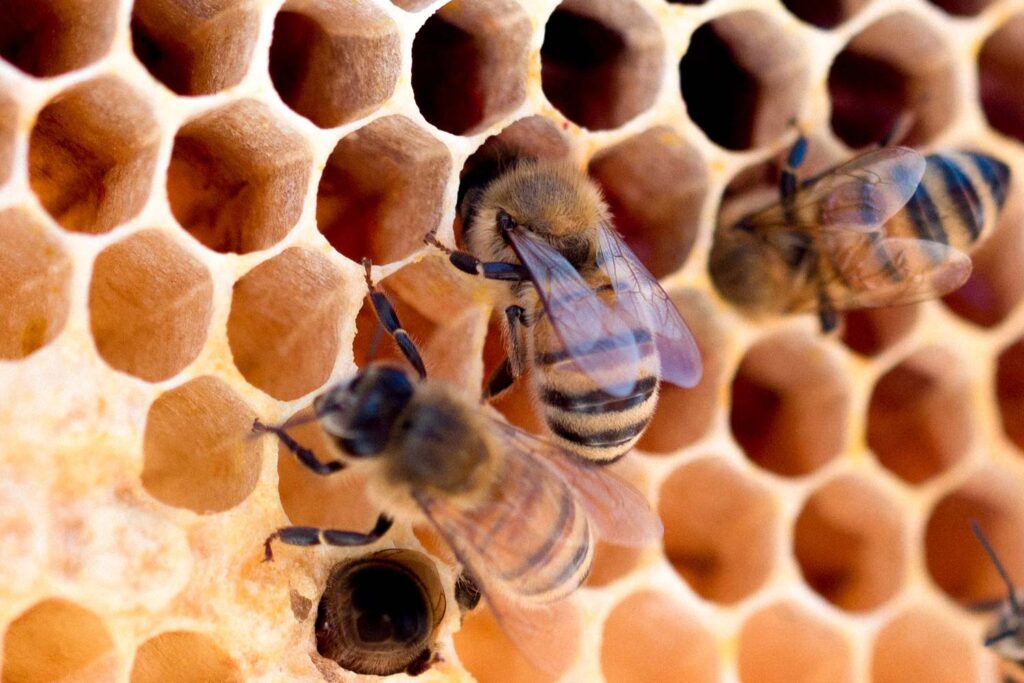 Bees on a Honeycomb